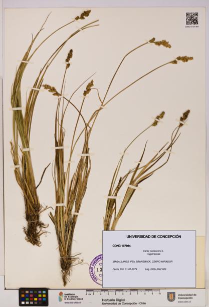 Carex canescens [Espécimen: UDEC:CONC:0137964]