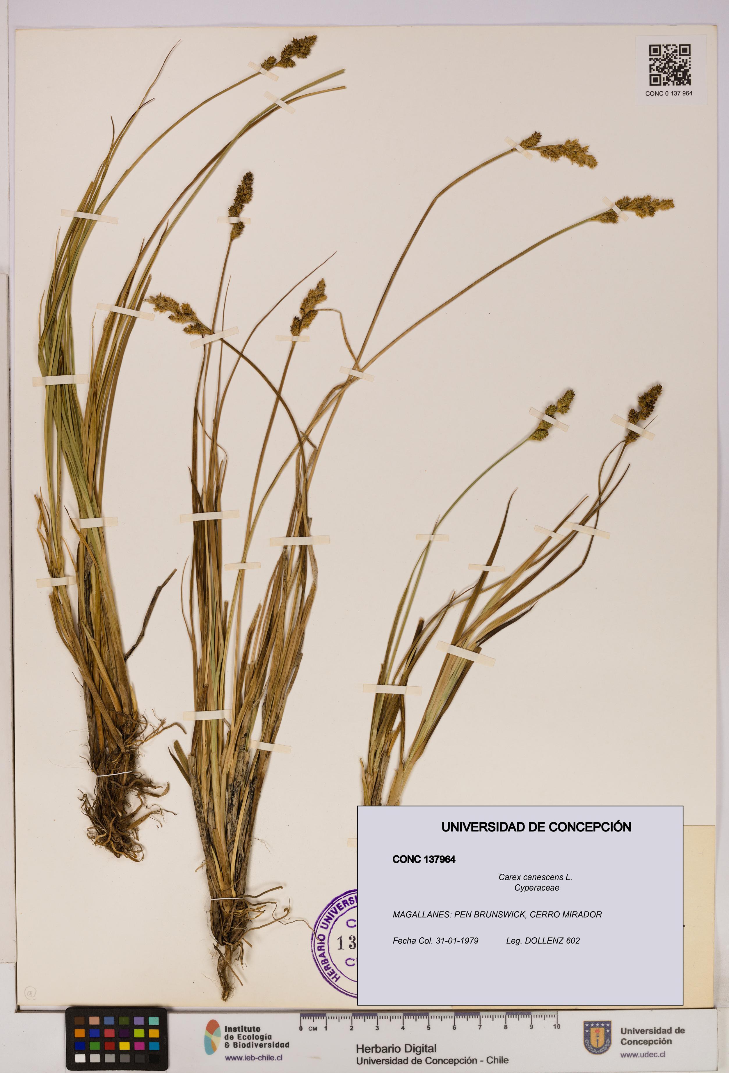 Carex canescens [Espécimen: UDEC:CONC:0137964]