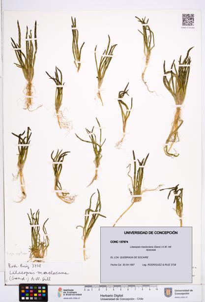Lilaeopsis macloviana [Espécimen: ]