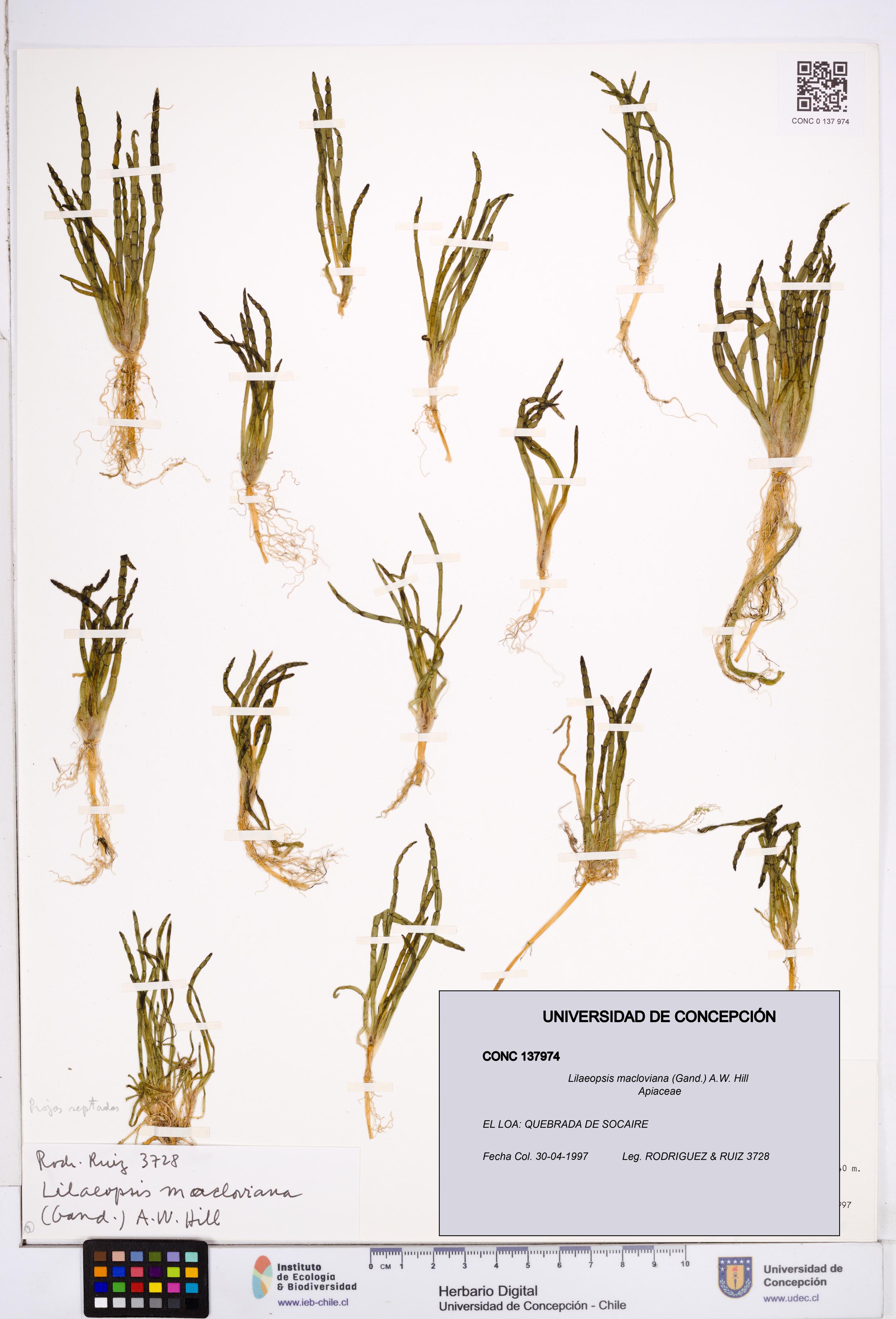 Lilaeopsis macloviana [Espécimen: ]