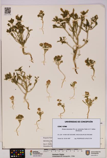 Silvaea celosioides var. celosioides [Espécimen: UDEC:CONC:0137980]