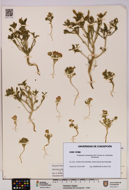 Philippiamra celosioides [Espécimen: ]