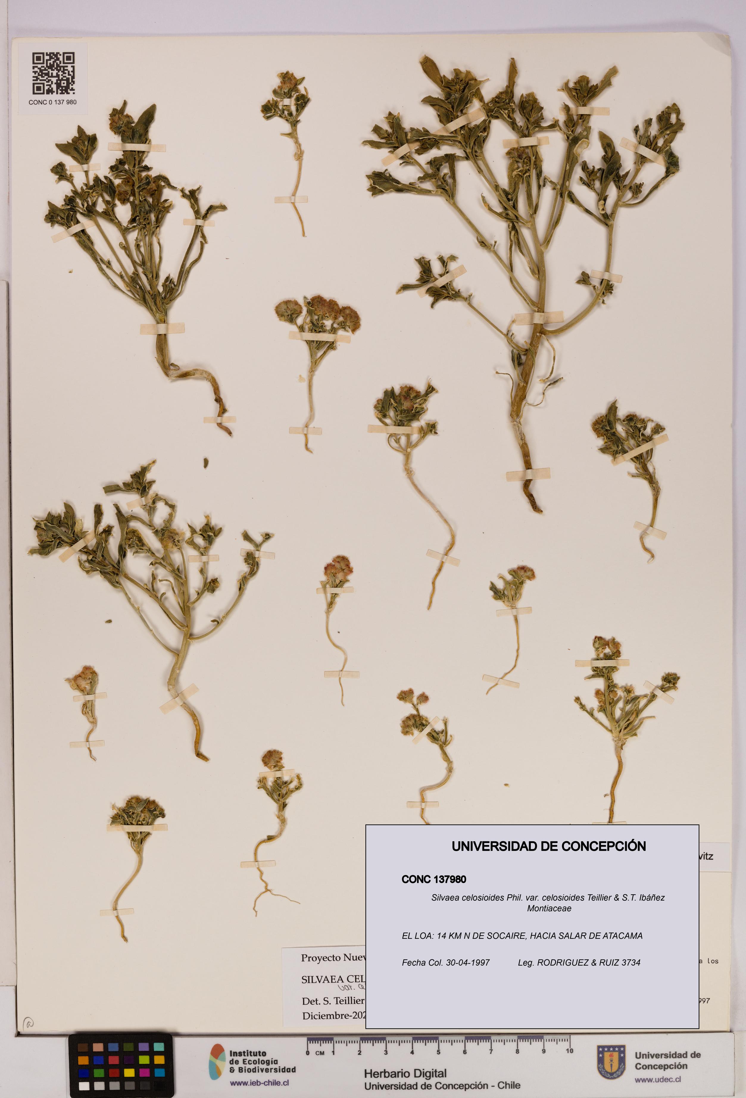 Silvaea celosioides var. celosioides [Espécimen: UDEC:CONC:0137980]