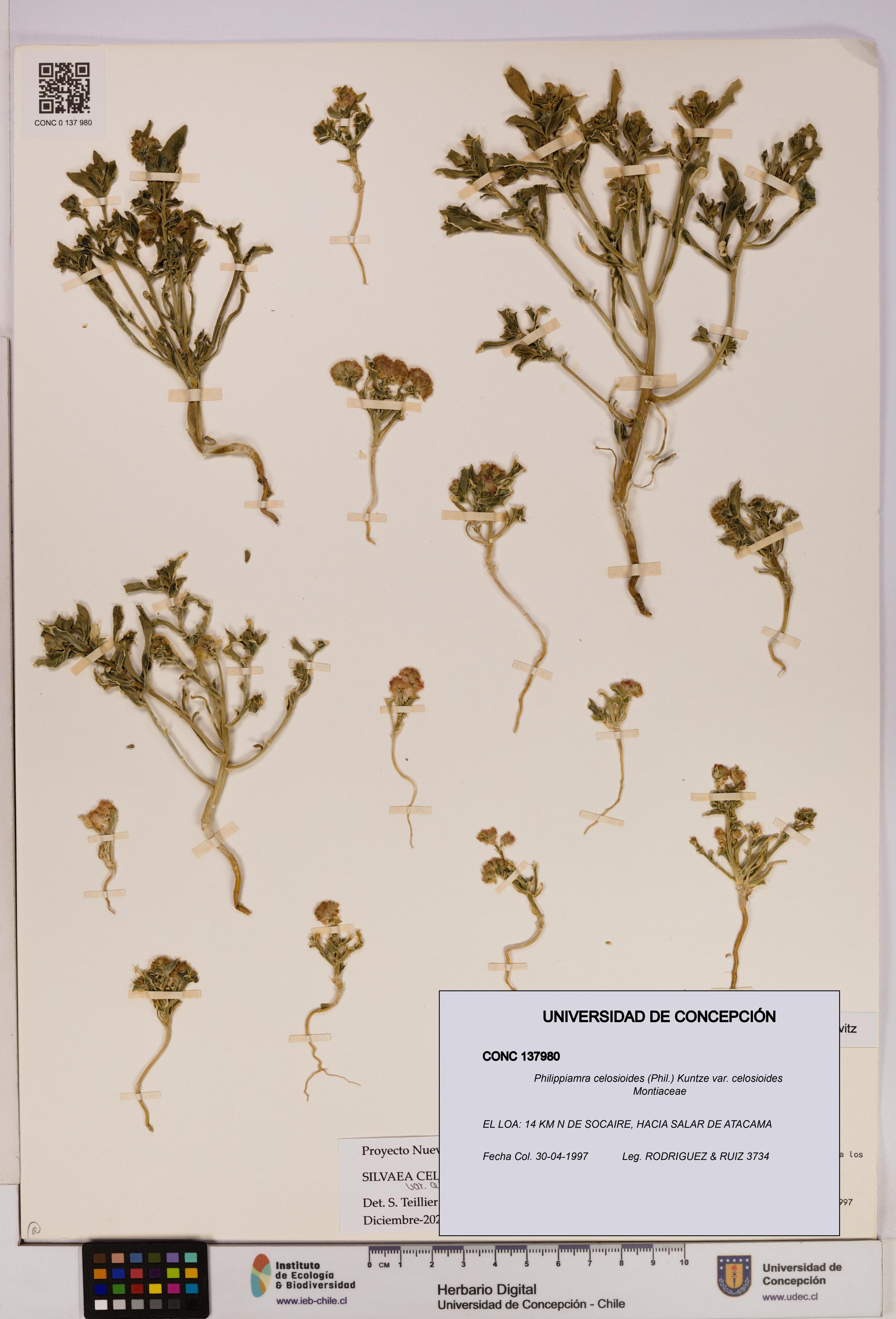 Philippiamra celosioides [Espécimen: ]