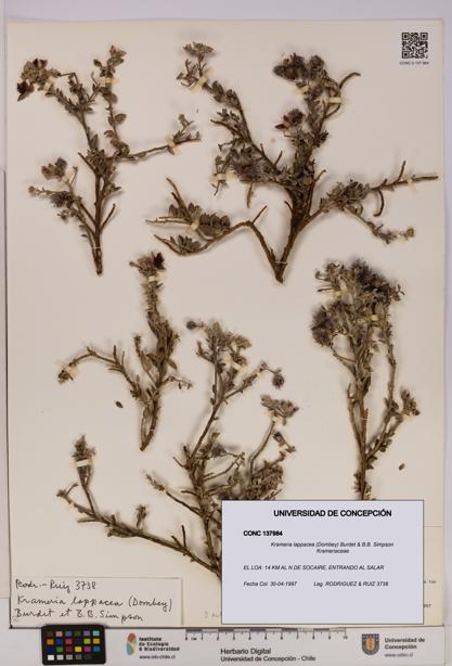 Krameria lappacea [Espécimen: UDEC:CONC:0137984]