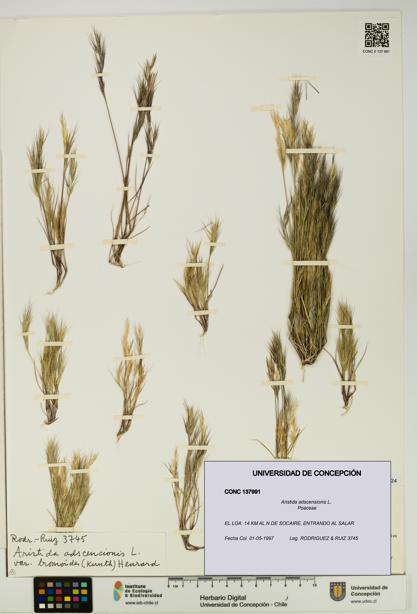 Aristida adscensionis [Espécimen: UDEC:CONC:0137991]