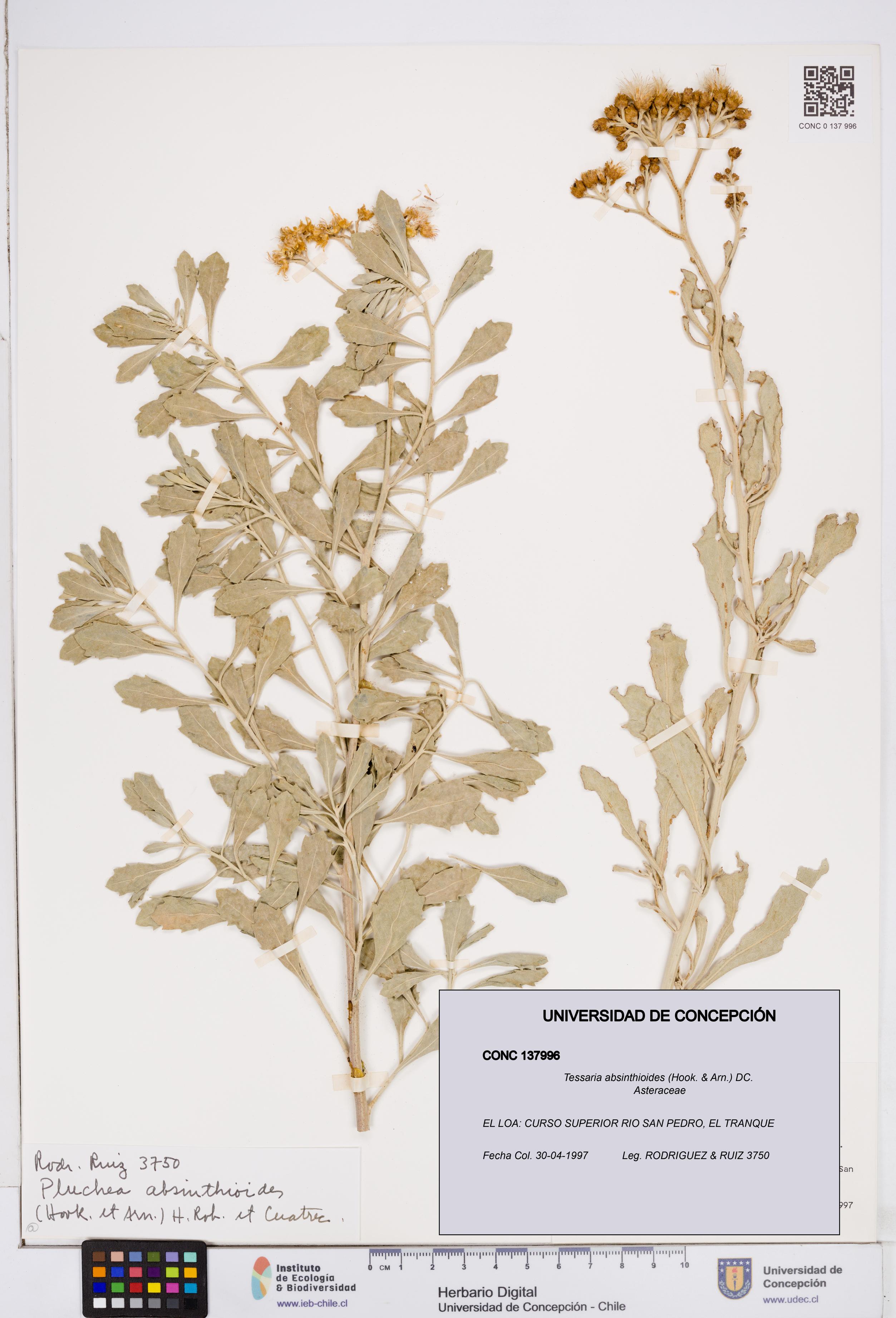 Tessaria absinthioides [Espécimen: ]