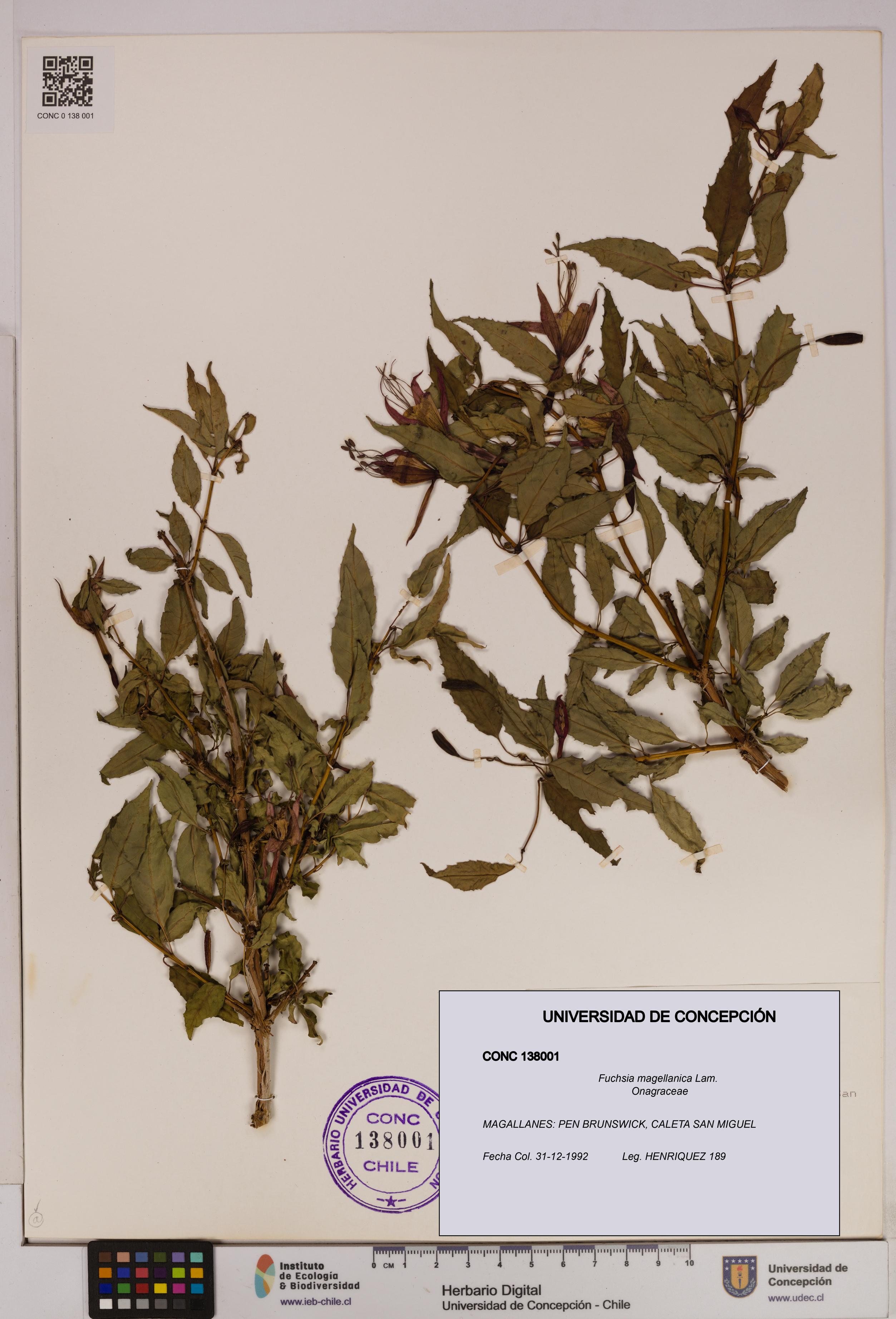 Fuchsia magellanica [Espécimen: UDEC:CONC:0138001]