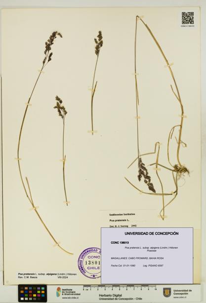 Poa pratensis [Espécimen: UDEC:CONC:0138013]