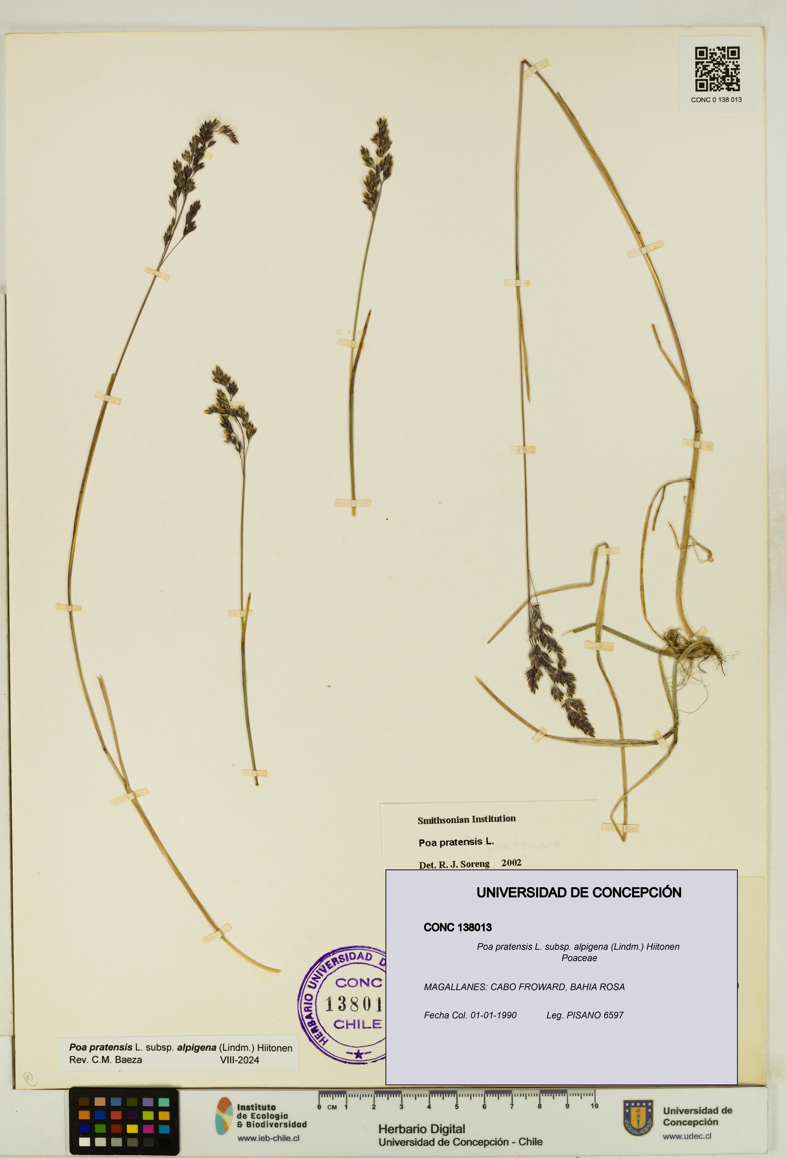 Poa pratensis [Espécimen: UDEC:CONC:0138013]