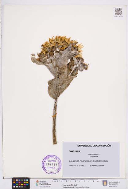 Senecio smithii [Espécimen: ]