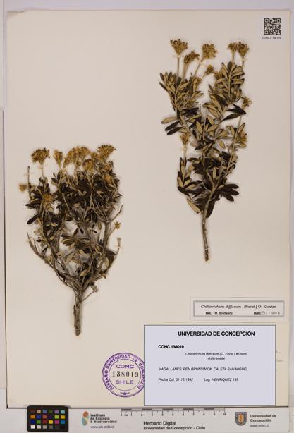 Chiliotrichum diffusum [Espécimen: UDEC:CONC:0138019]