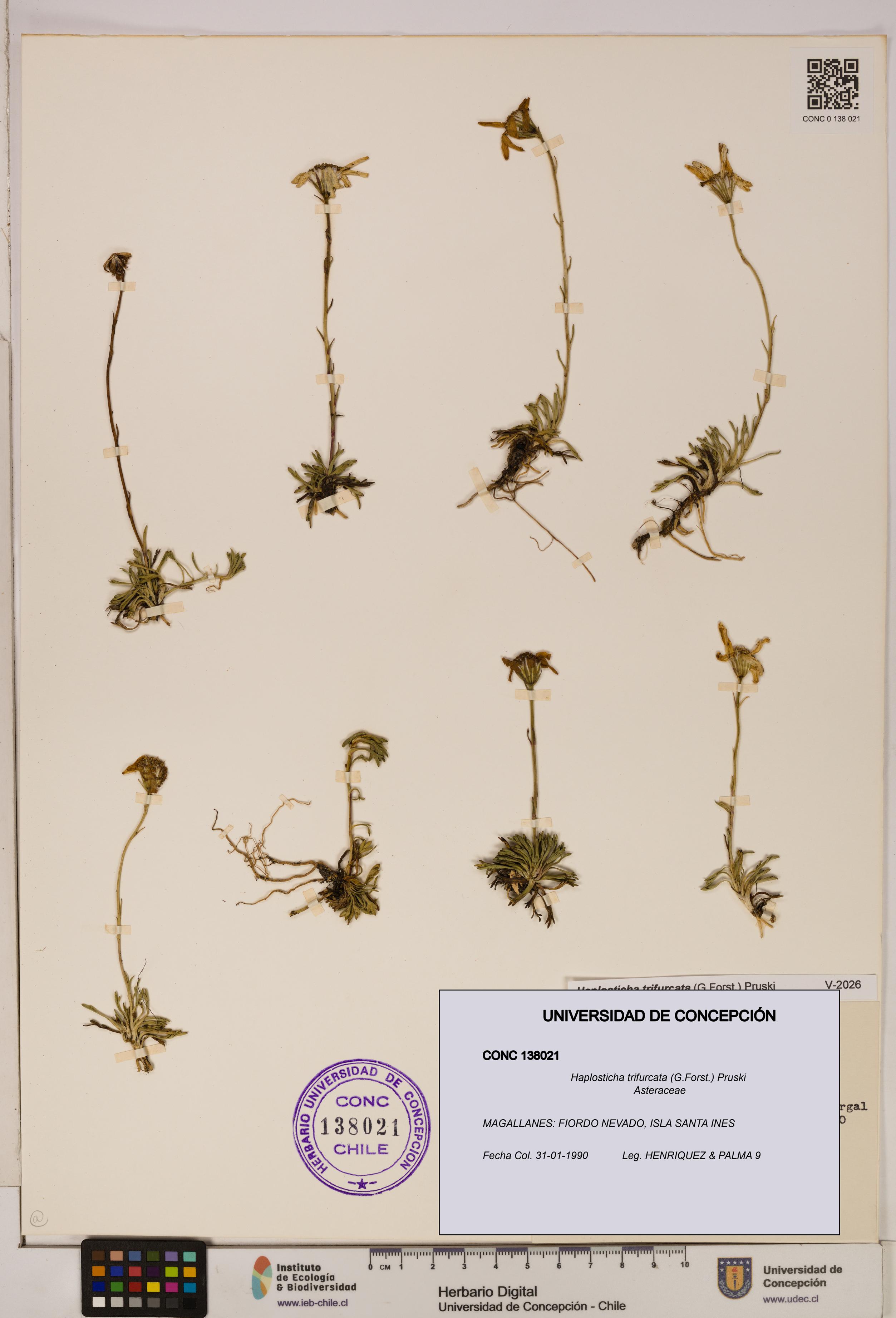 Haplosticha trifurcata [Espécimen: UDEC:CONC:0138021]