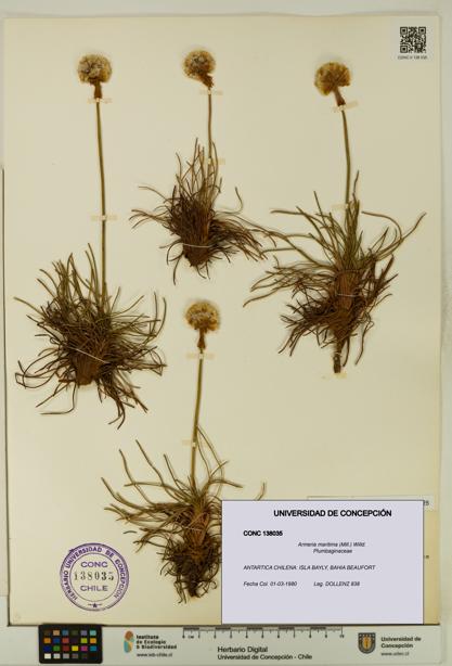 Armeria maritima [Espécimen: UDEC:CONC:0138035]