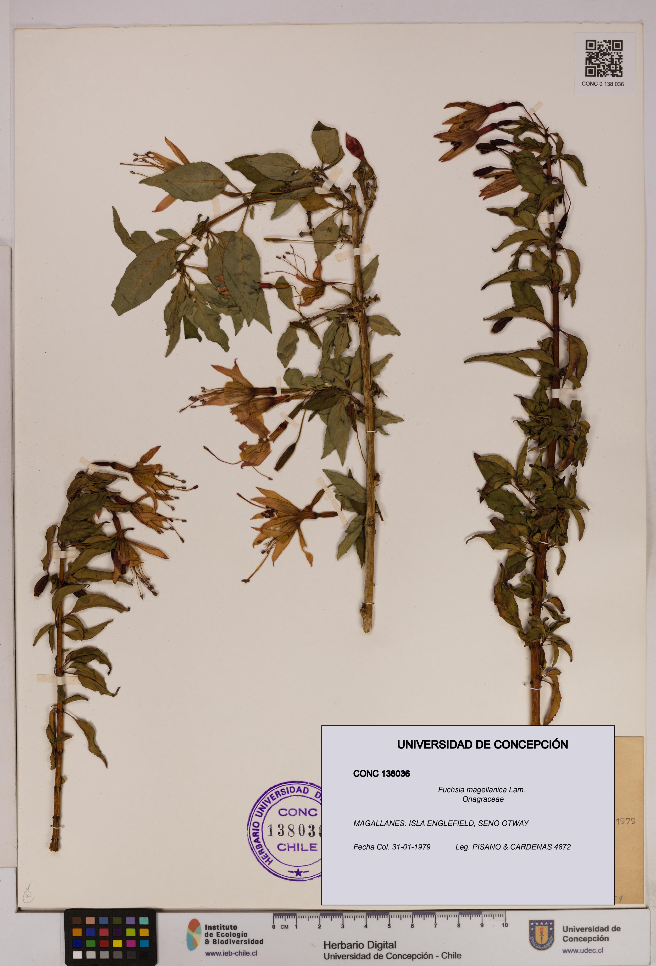 Fuchsia magellanica [Espécimen: UDEC:CONC:0138036]