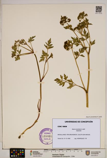 Apium prostratum [Espécimen: ]