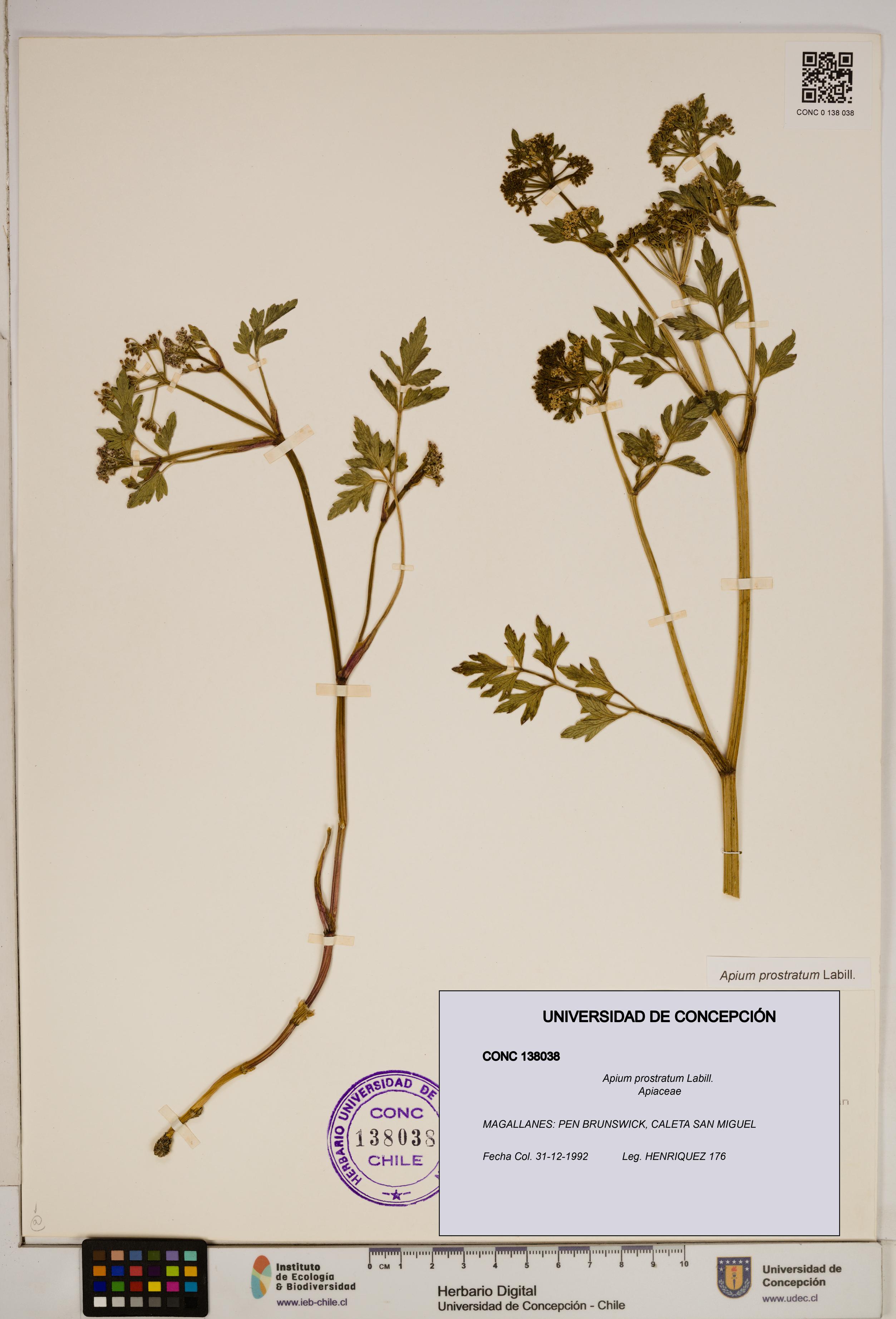 Apium prostratum [Espécimen: ]