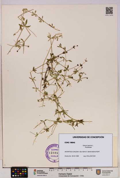 Galium aparine [Espécimen: UDEC:CONC:0138042]
