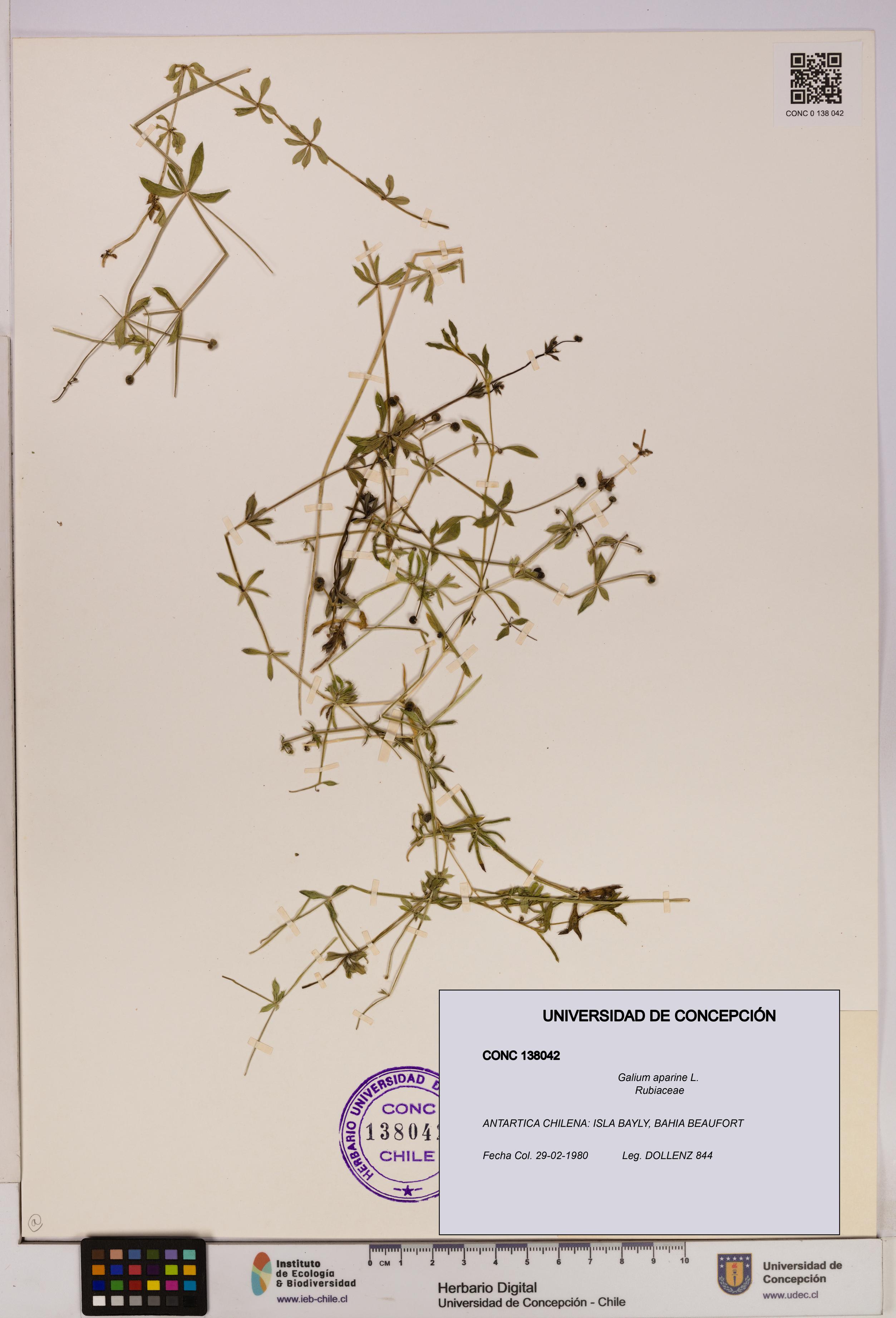 Galium aparine [Espécimen: UDEC:CONC:0138042]