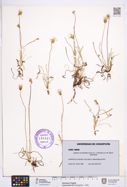 Agoseris coronopifolia [Espécimen: ]