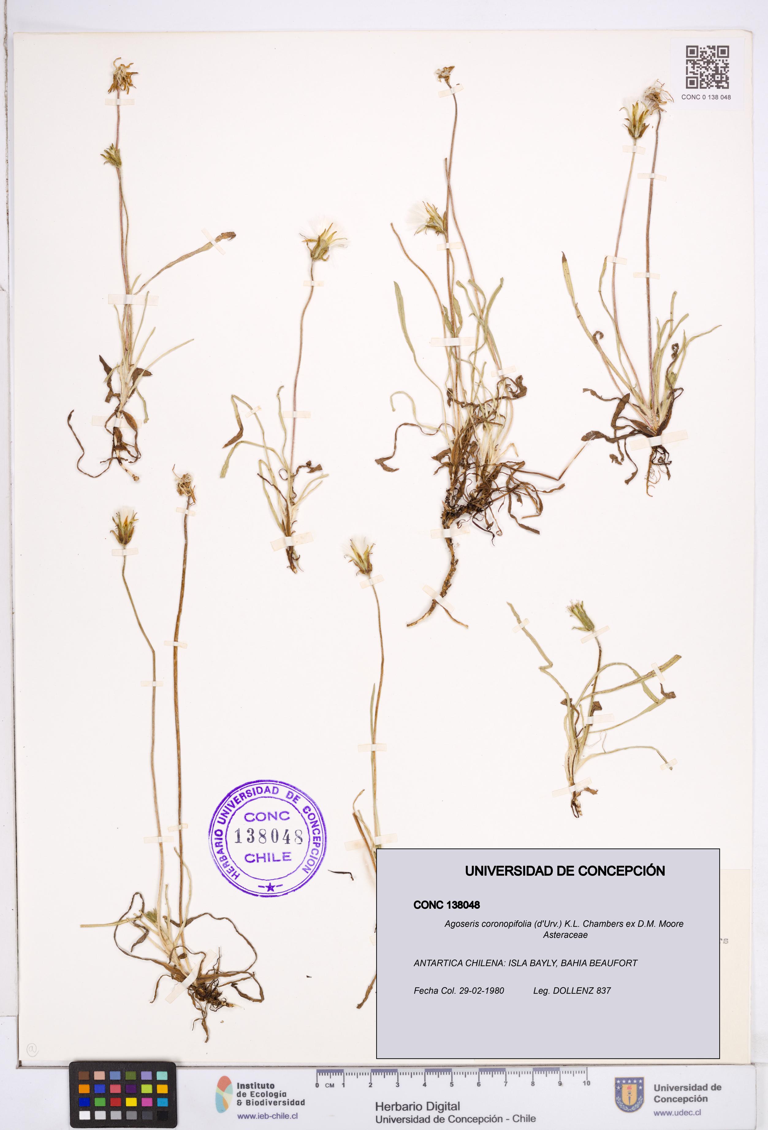 Agoseris coronopifolia [Espécimen: ]