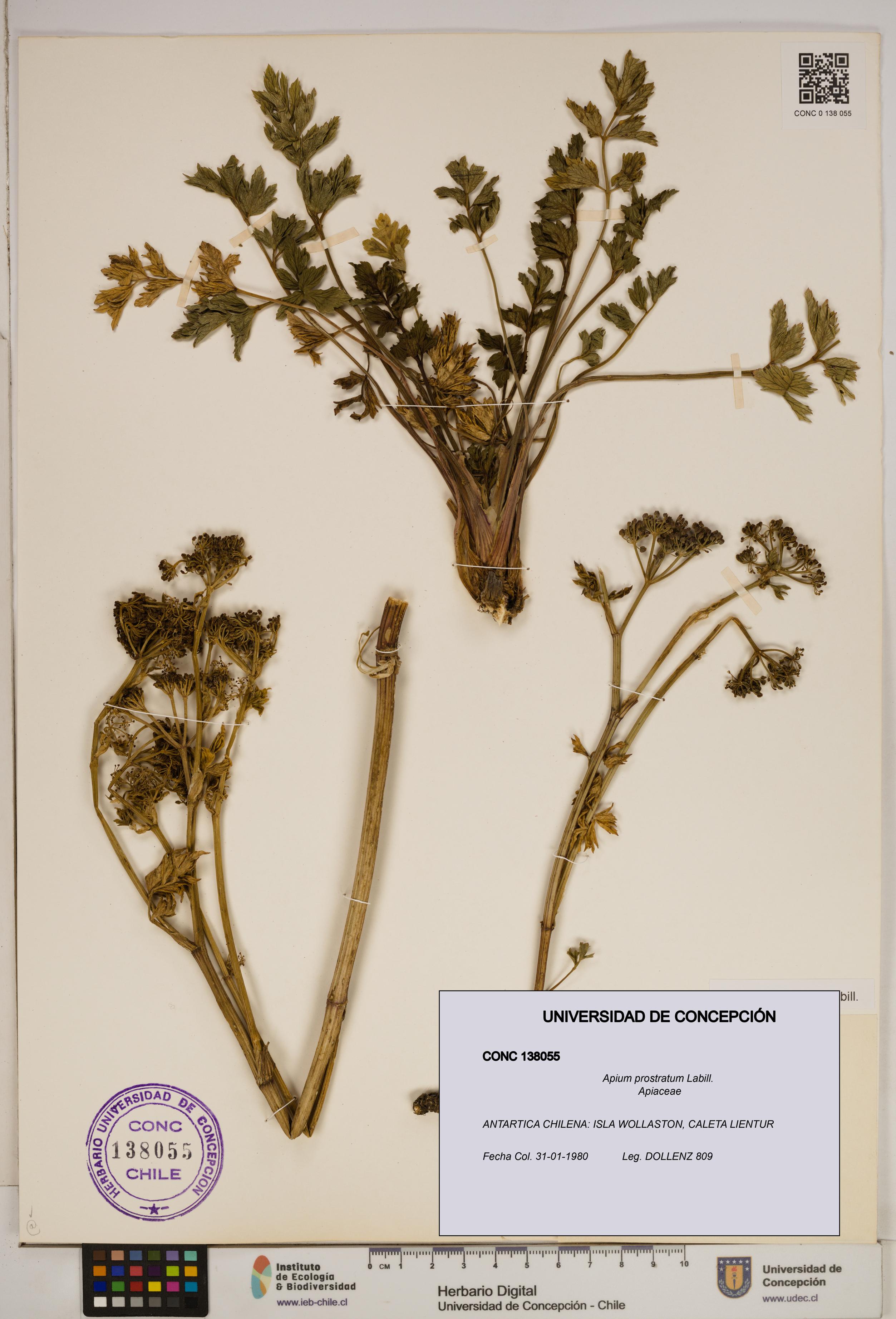 Apium prostratum [Espécimen: ]