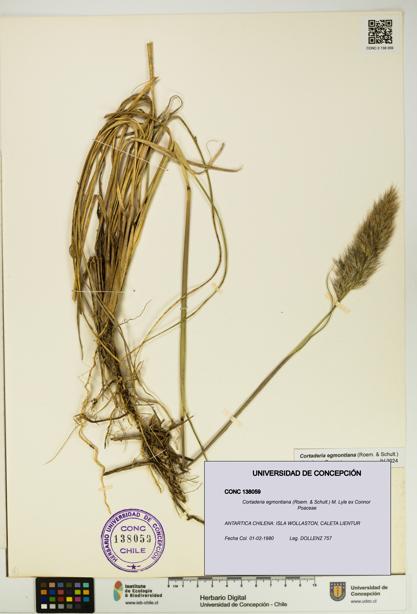 Cortaderia egmontiana [Espécimen: UDEC:CONC:0138059]