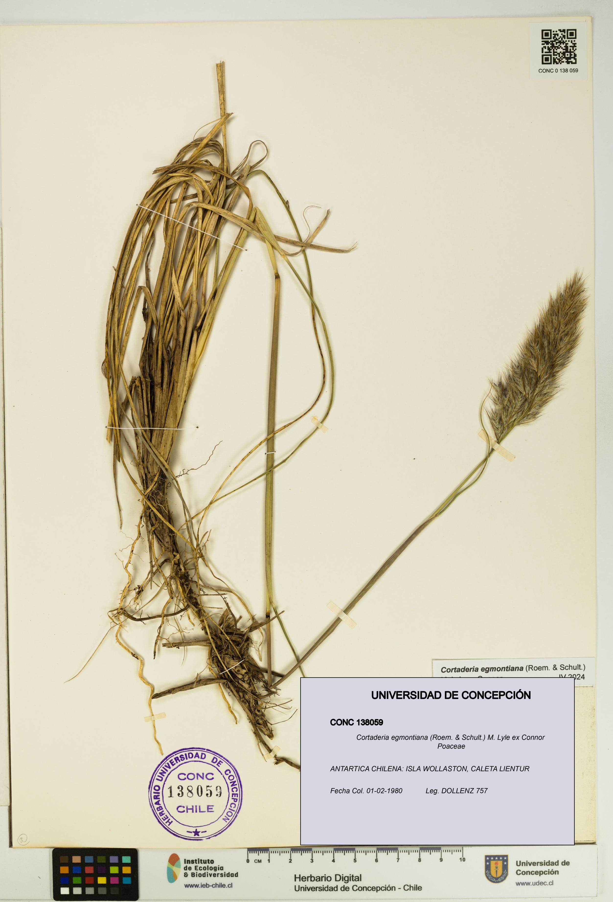 Cortaderia egmontiana [Espécimen: UDEC:CONC:0138059]