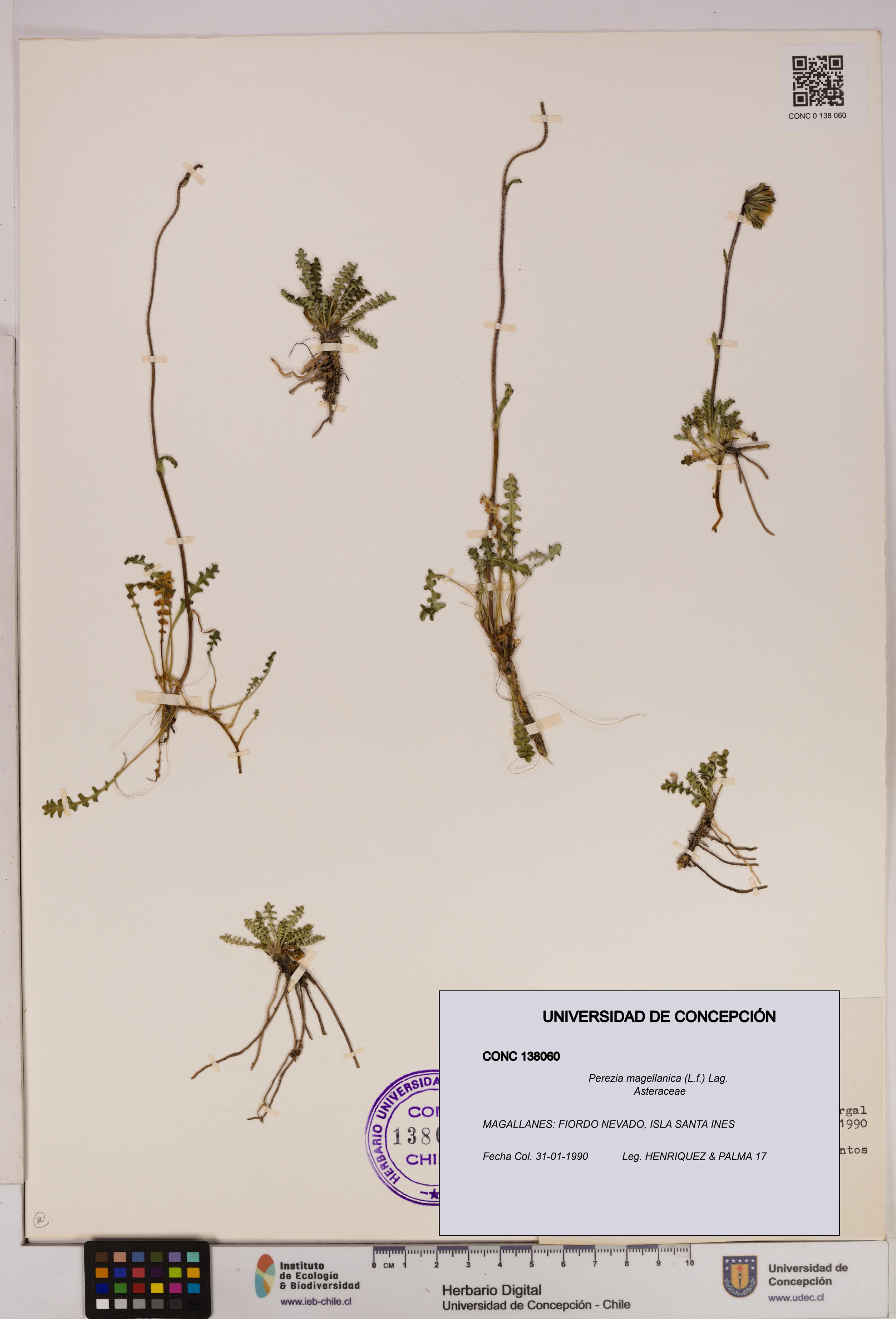 Perezia magellanica [Espécimen: UDEC:CONC:0138060]