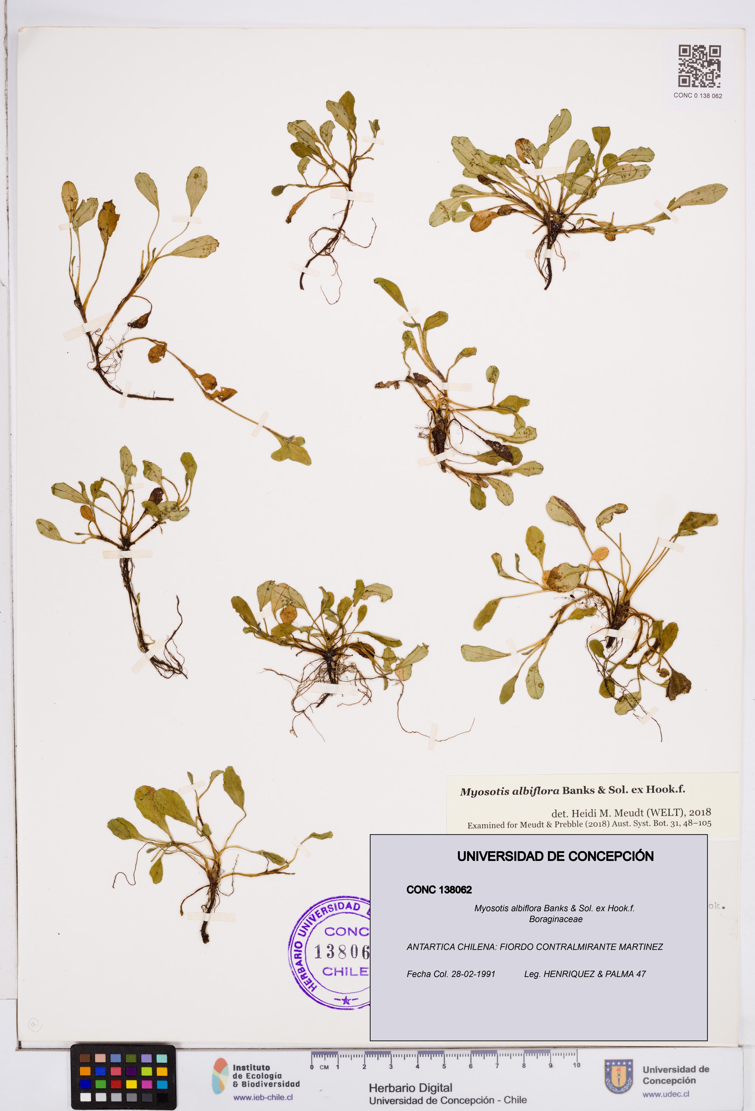 Myosotis albiflora [Espécimen: ]