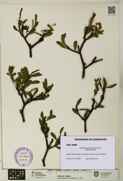 Misodendrum brachystachium [Espécimen: UDEC:CONC:0138066]
