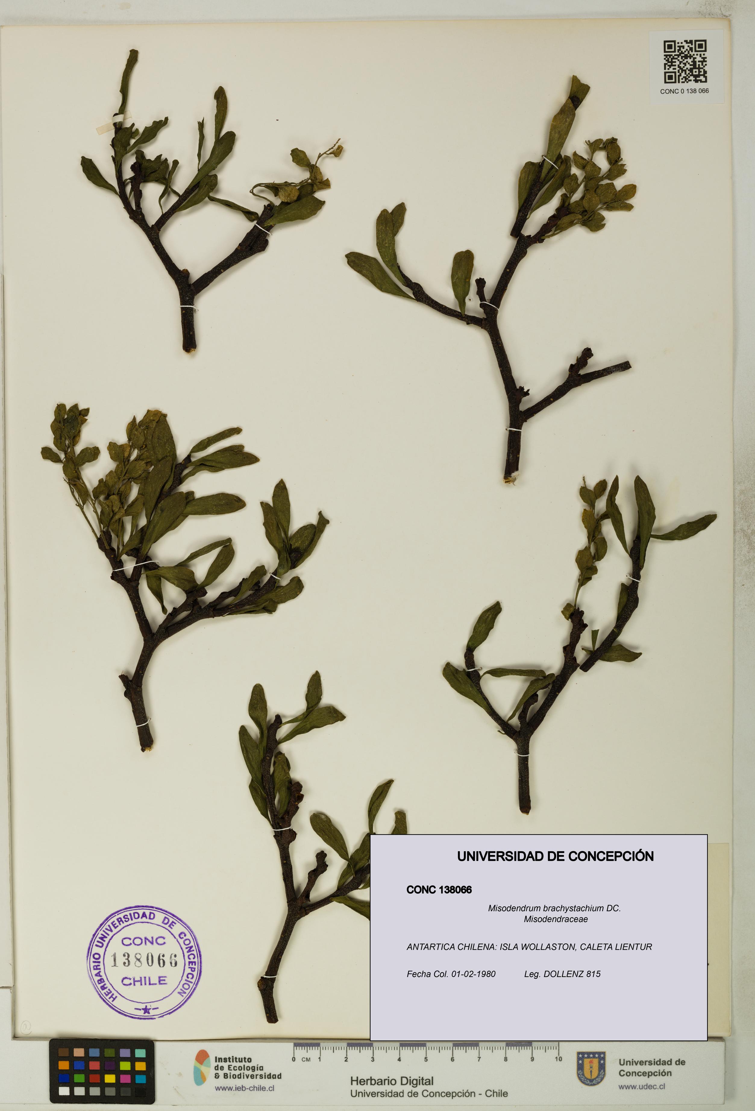 Misodendrum brachystachium [Espécimen: UDEC:CONC:0138066]