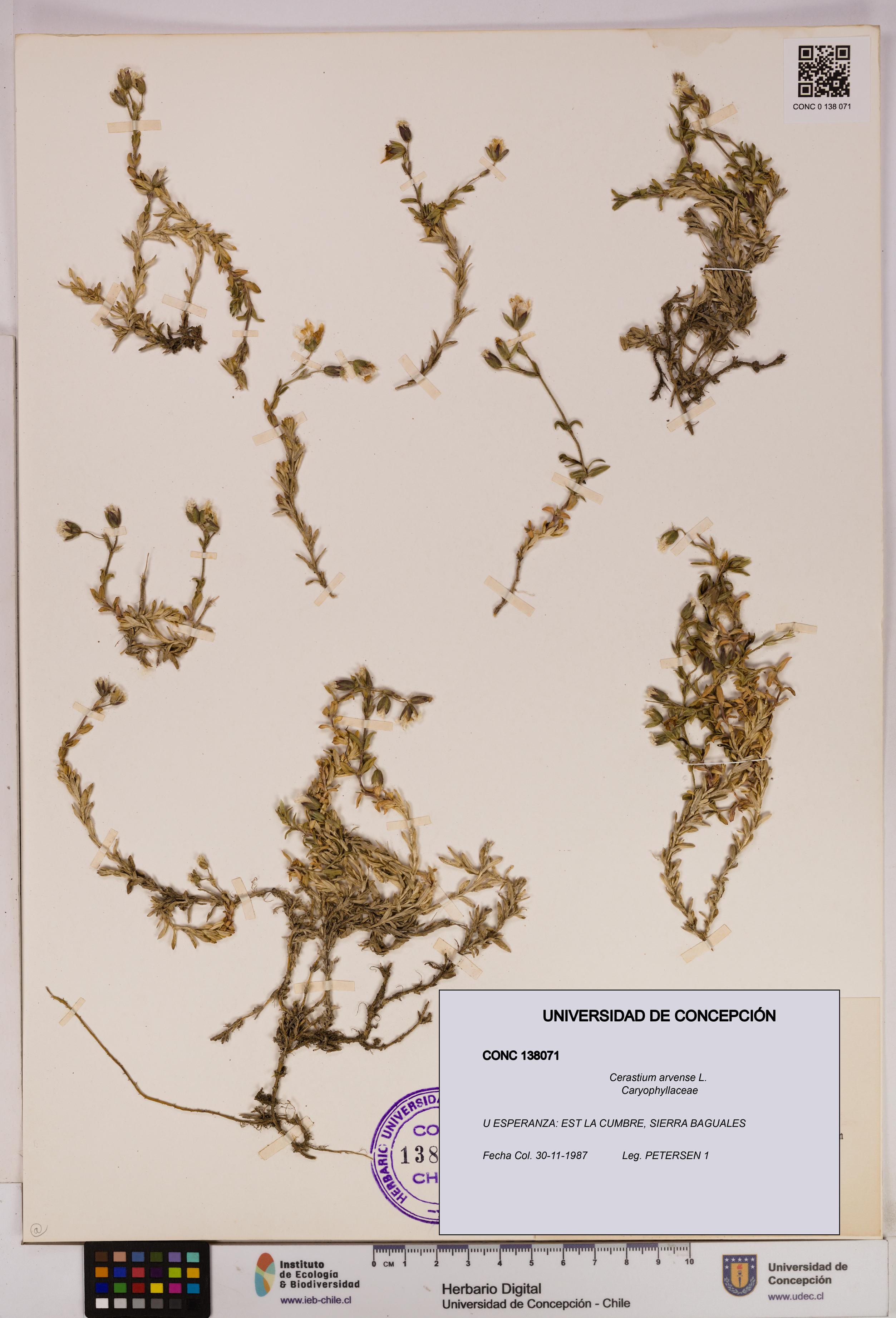 Cerastium arvense [Espécimen: UDEC:CONC:0138071]