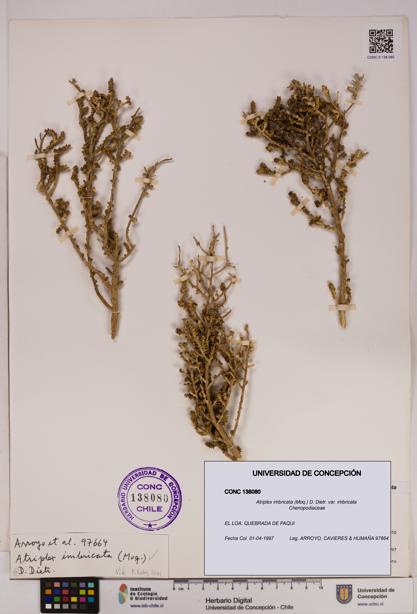 Atriplex imbricata var. imbricata [Espécimen: UDEC:CONC:0138080]