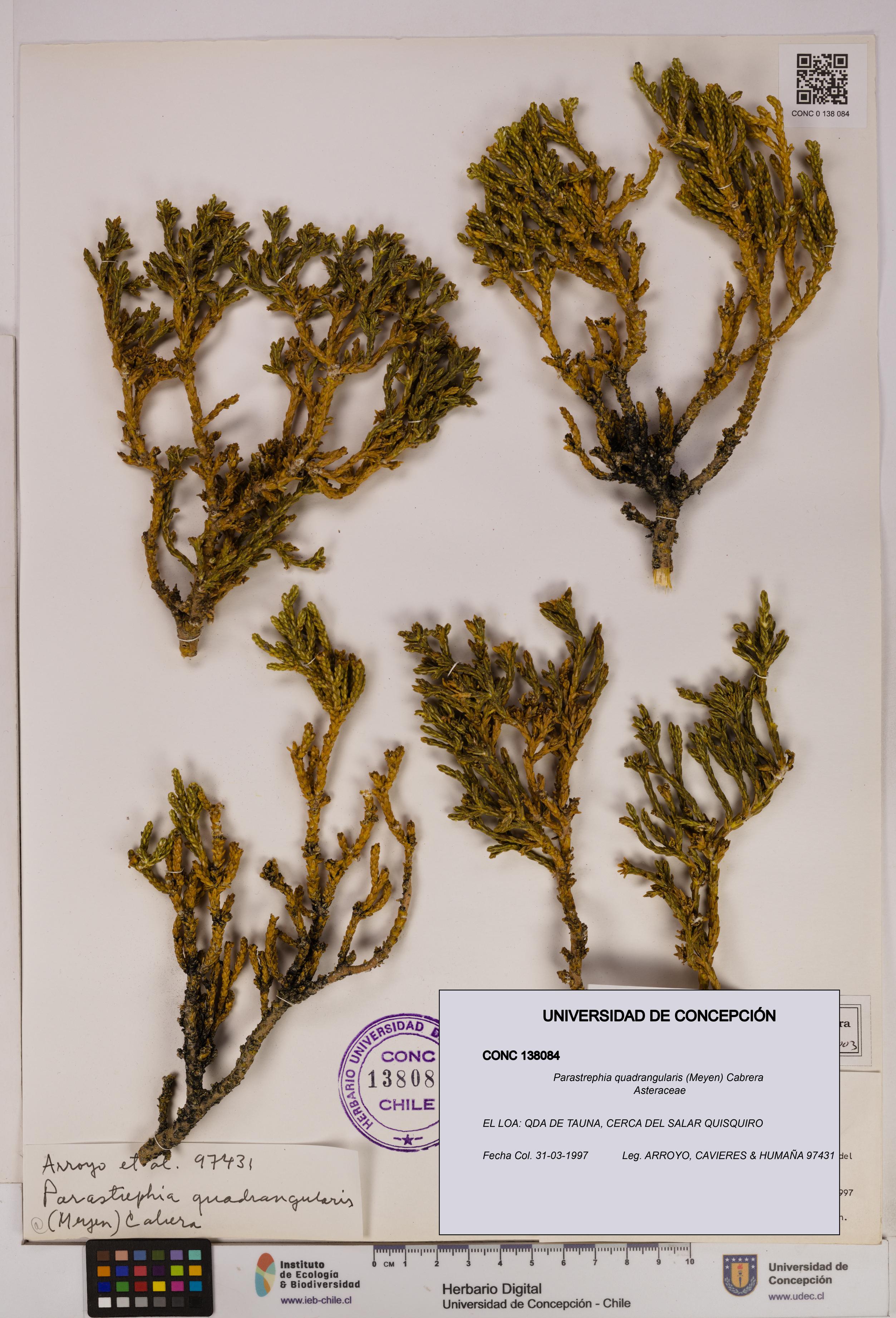 Parastrephia quadrangularis [Espécimen: UDEC:CONC:0138084]