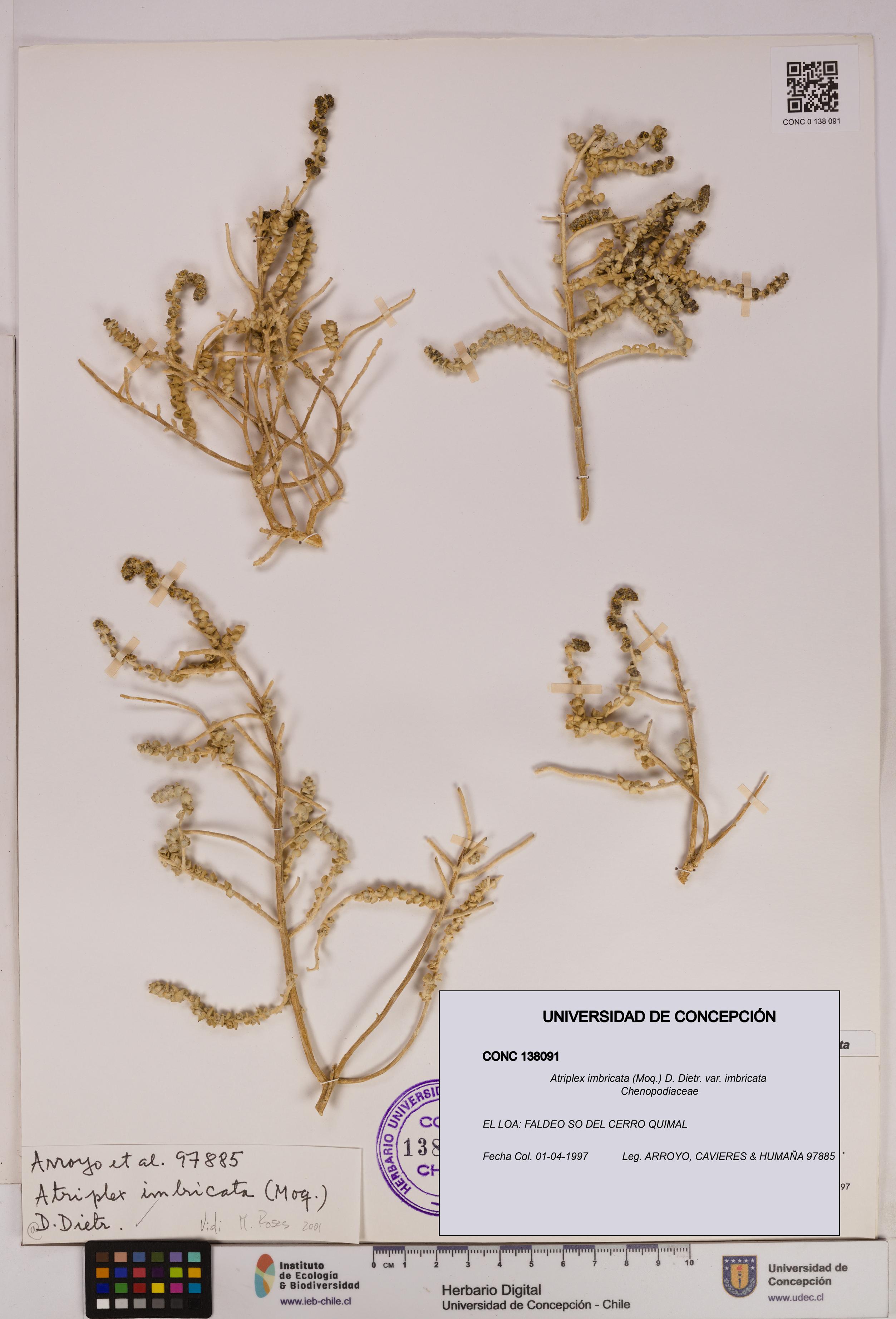 Atriplex imbricata [Espécimen: UDEC:CONC:0138091]
