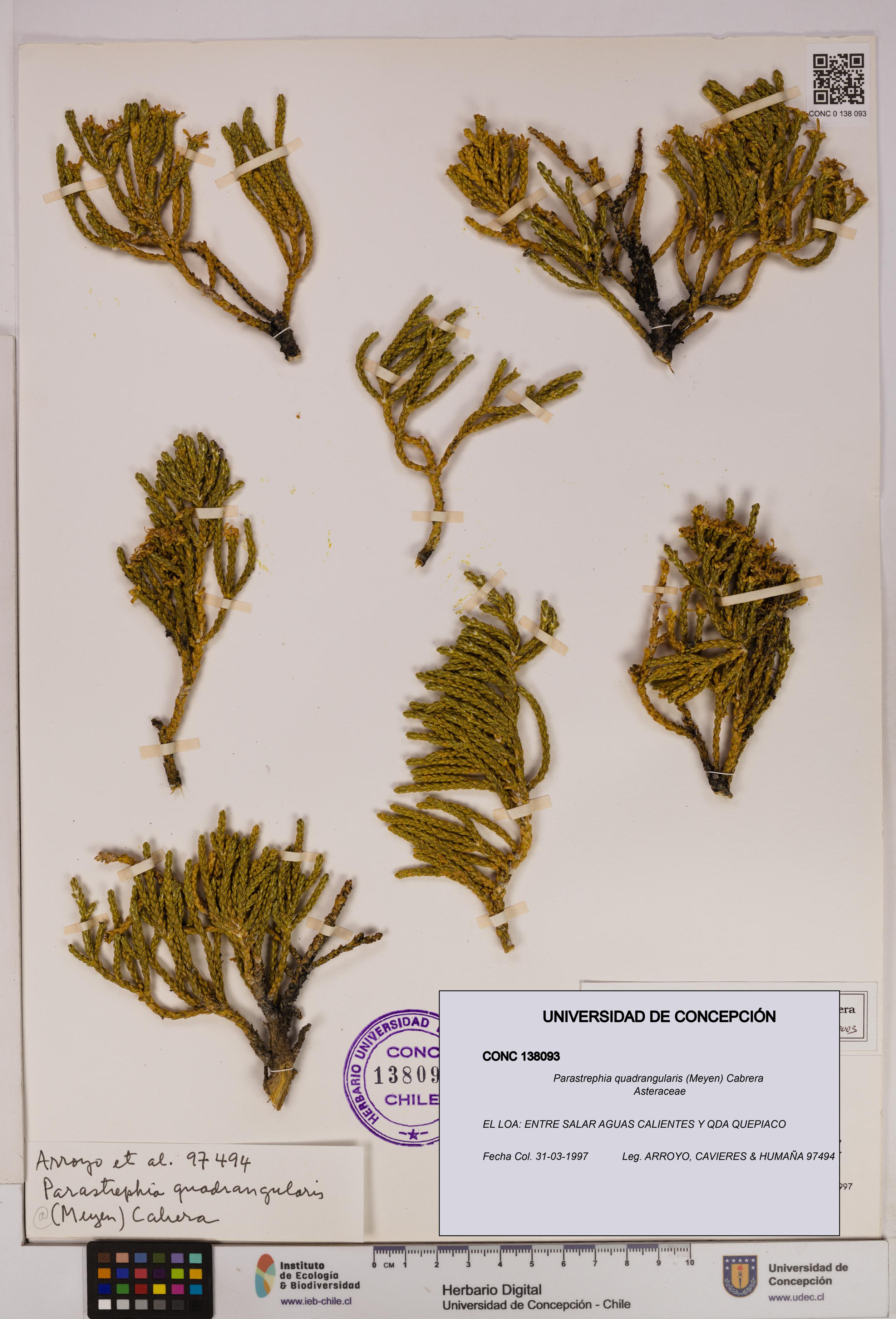 Parastrephia quadrangularis [Espécimen: UDEC:CONC:0138093]