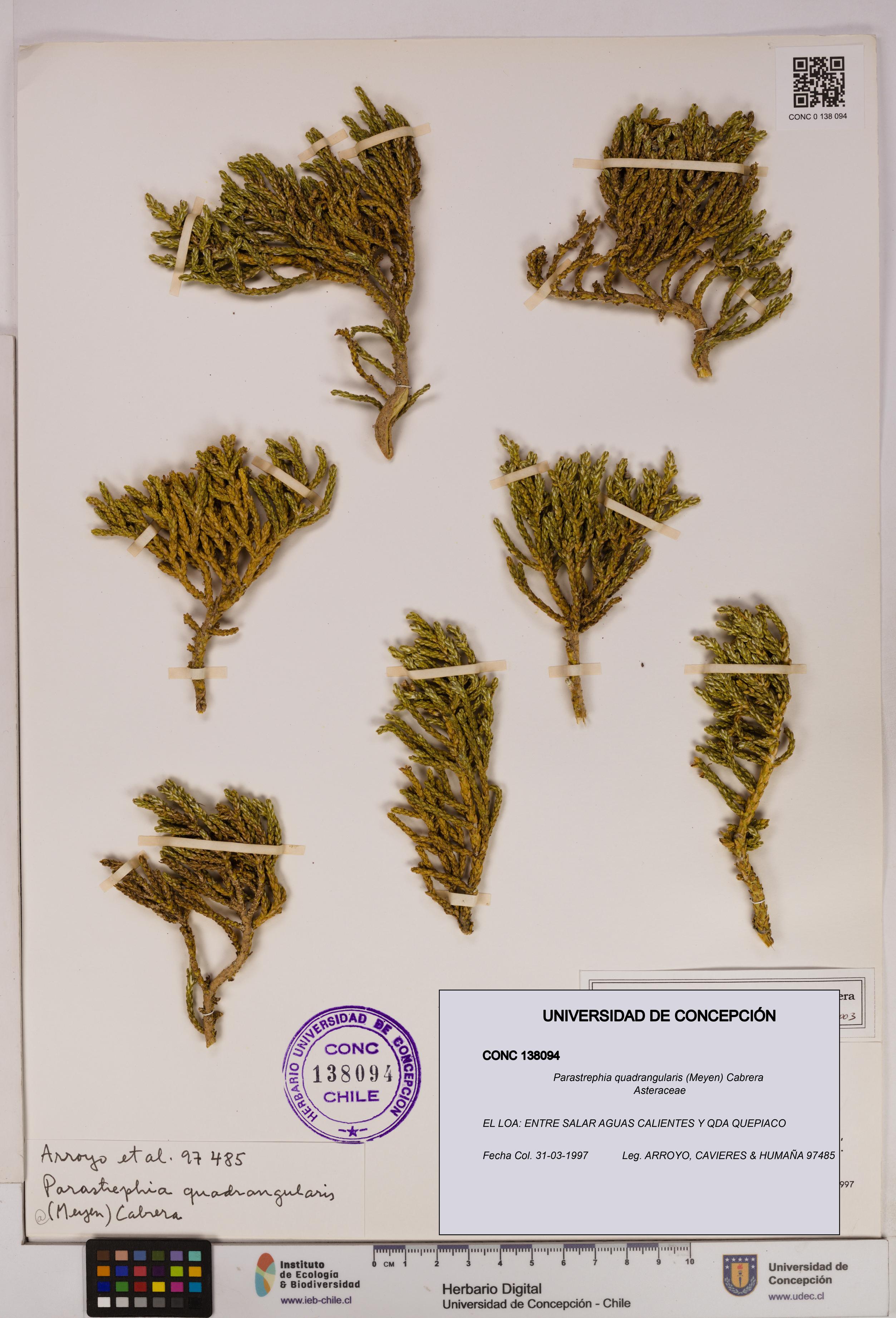 Parastrephia quadrangularis [Espécimen: UDEC:CONC:0138094]