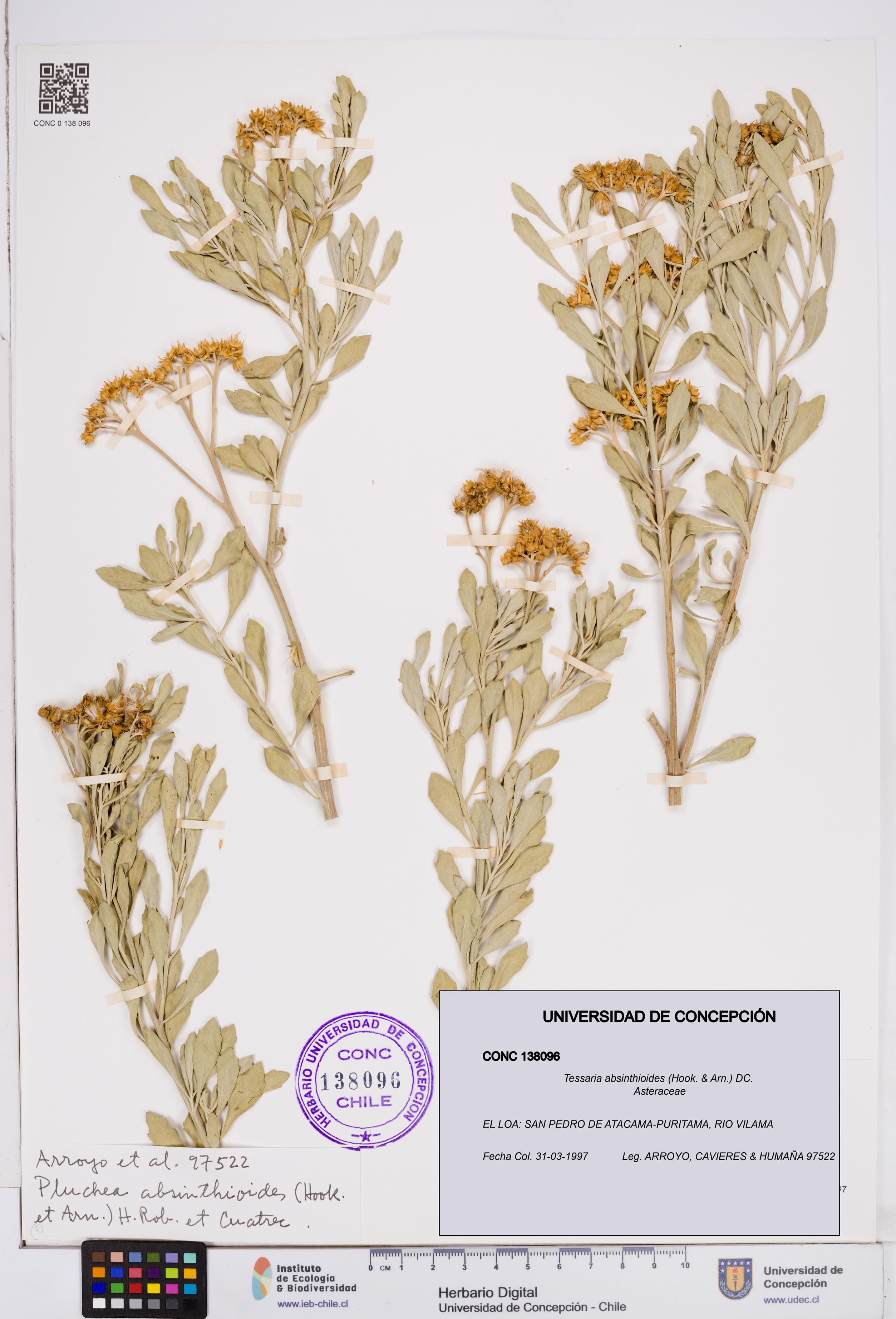 Tessaria absinthioides [Espécimen: ]