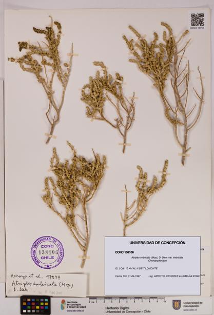 Atriplex imbricata [Espécimen: UDEC:CONC:0138106]