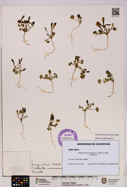Silvaea minuscula [Espécimen: UDEC:CONC:0138111]