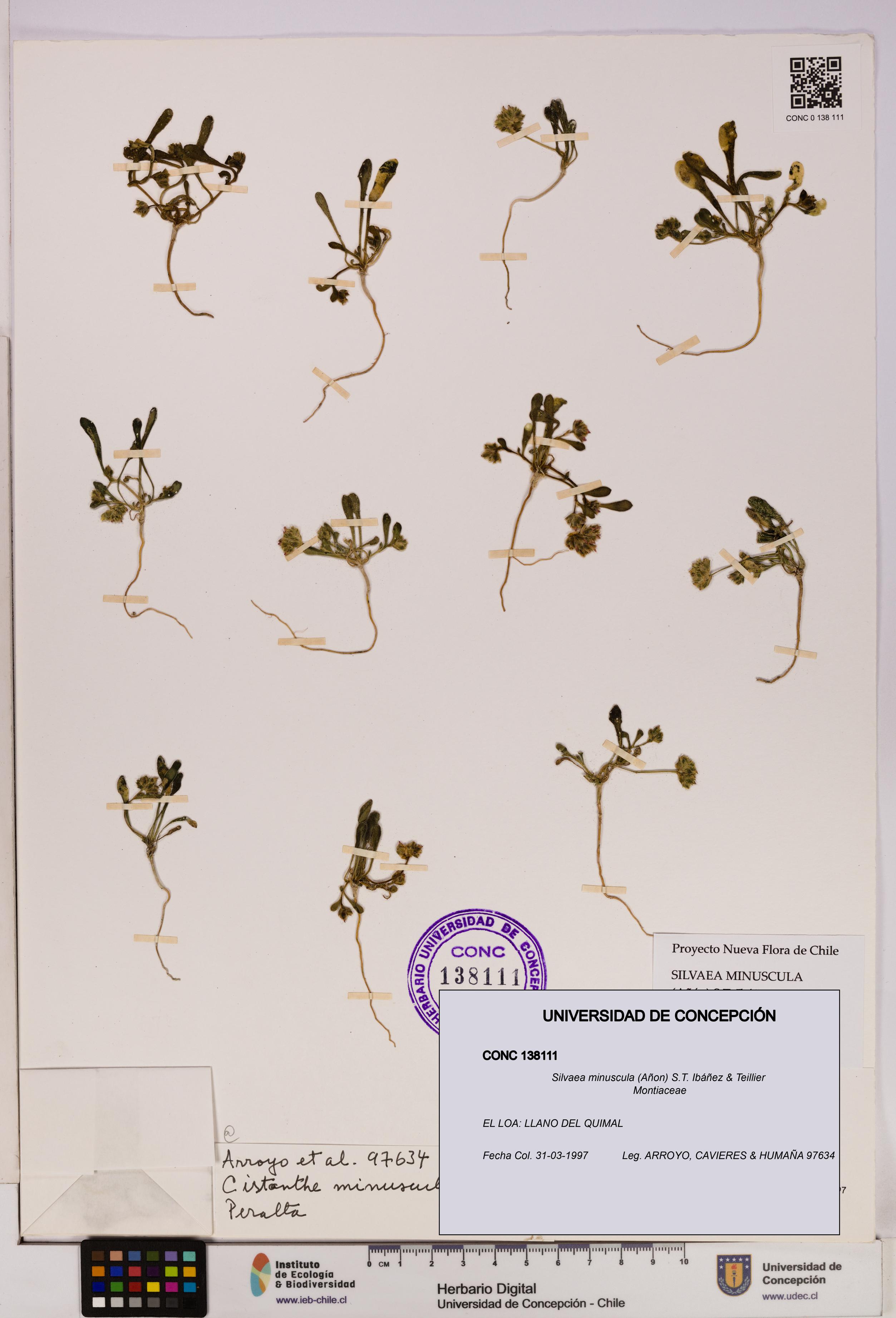 Silvaea minuscula [Espécimen: UDEC:CONC:0138111]