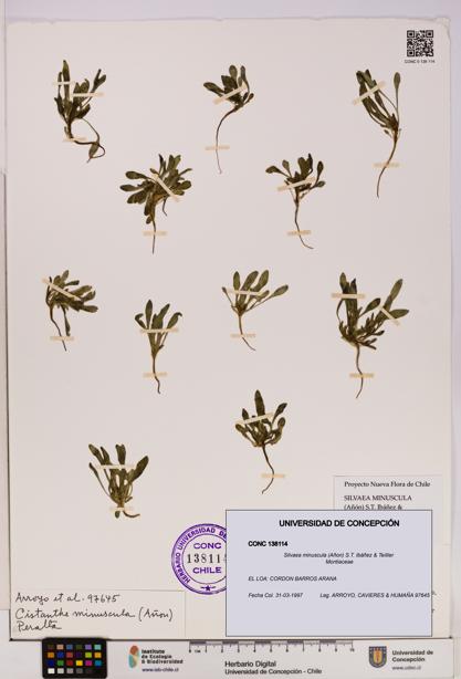 Silvaea minuscula [Espécimen: UDEC:CONC:0138114]