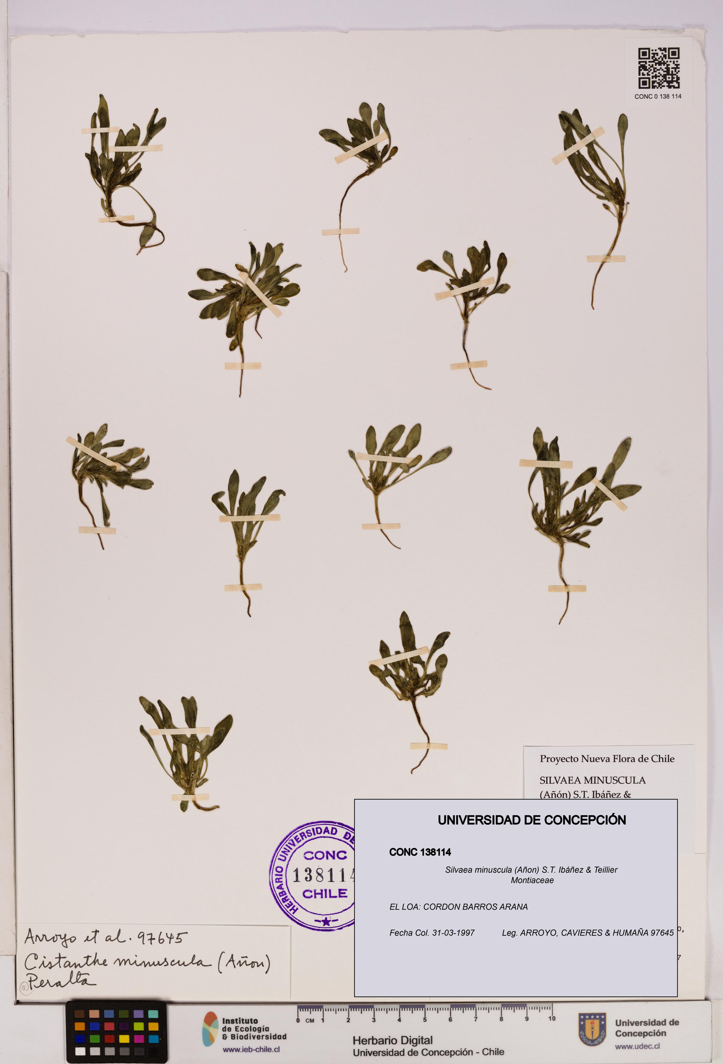 Silvaea minuscula [Espécimen: UDEC:CONC:0138114]