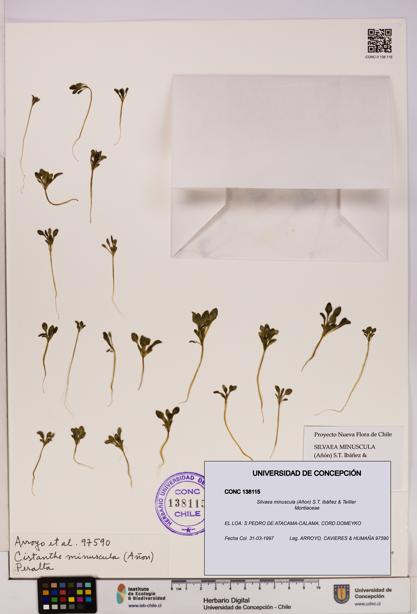 Silvaea minuscula [Espécimen: UDEC:CONC:0138115]