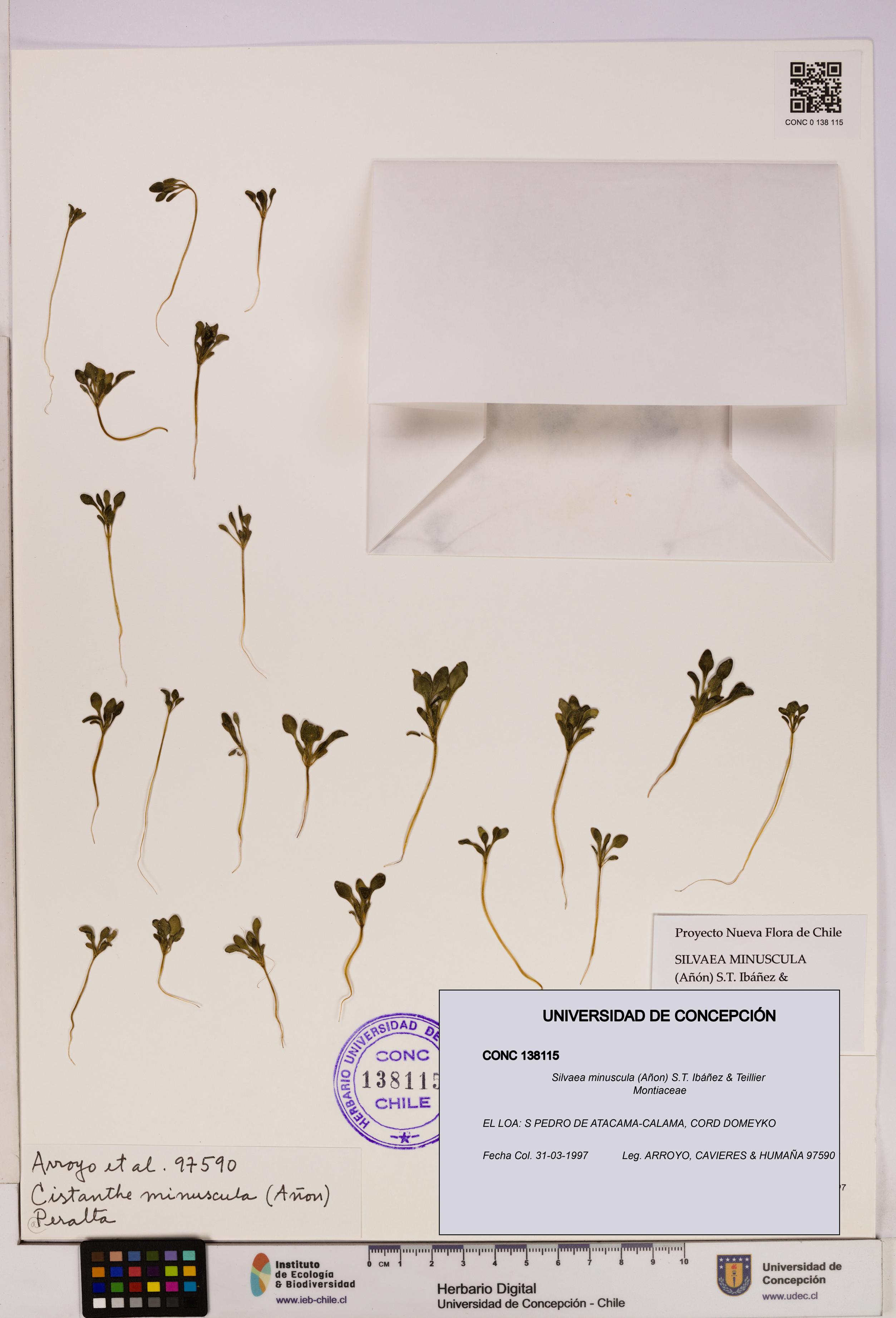 Silvaea minuscula [Espécimen: UDEC:CONC:0138115]