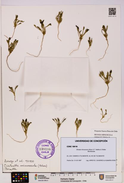Silvaea minuscula [Espécimen: UDEC:CONC:0138116]