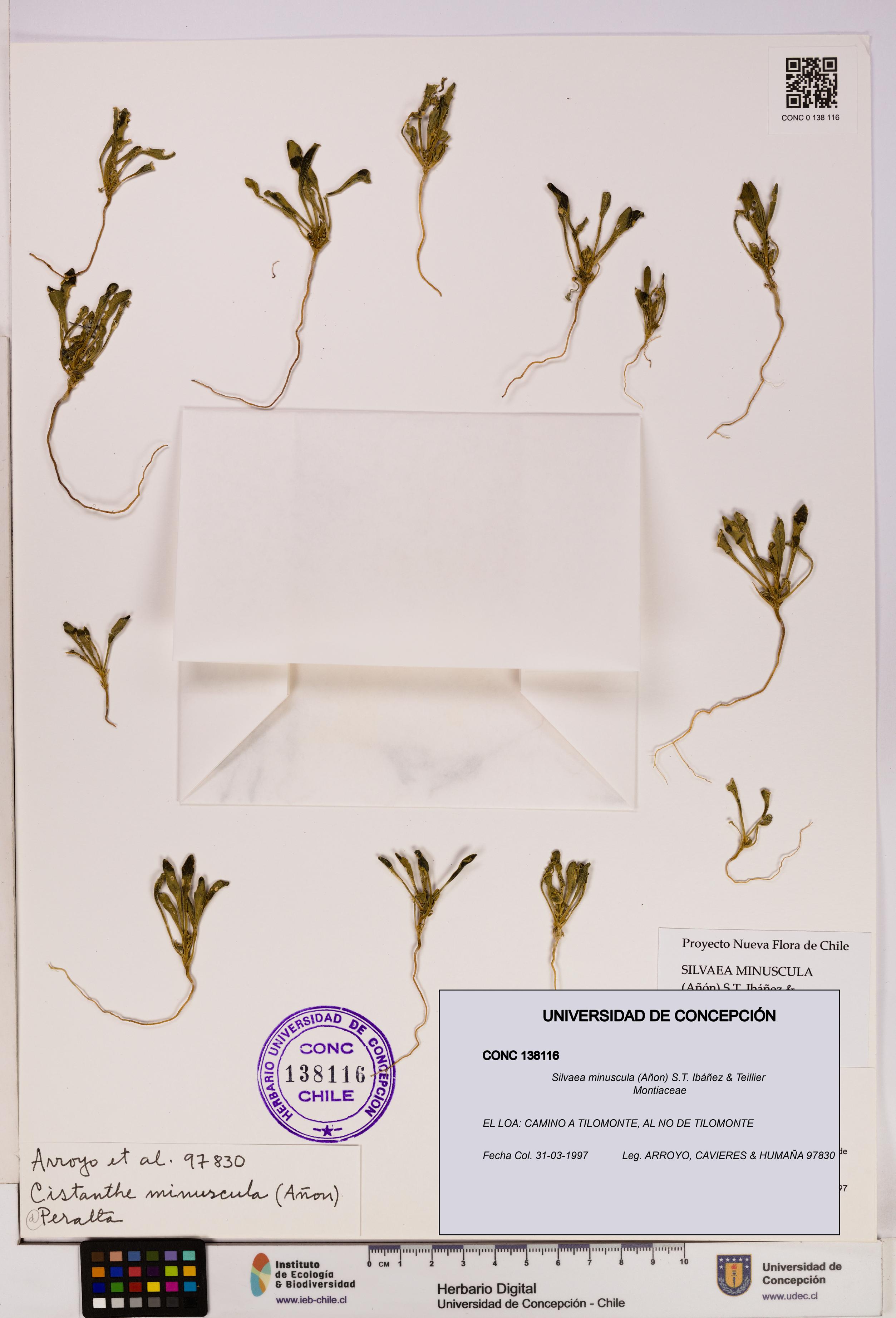 Silvaea minuscula [Espécimen: UDEC:CONC:0138116]