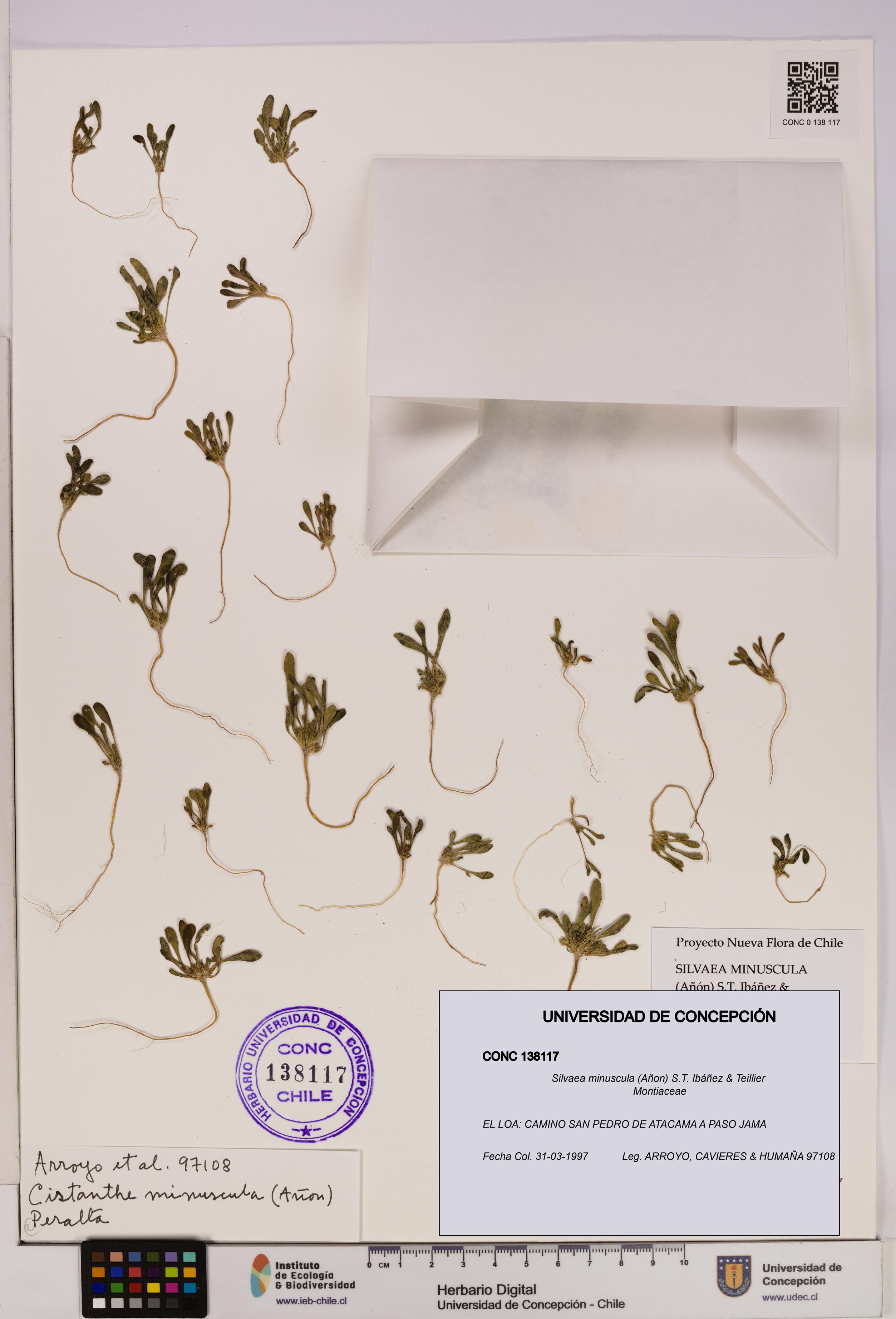 Silvaea minuscula [Espécimen: UDEC:CONC:0138117]