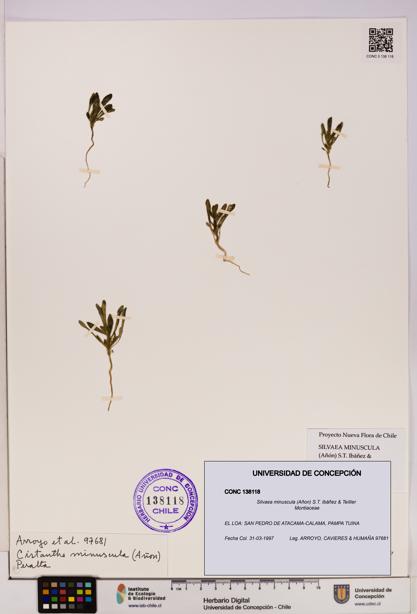 Silvaea minuscula [Espécimen: UDEC:CONC:0138118]